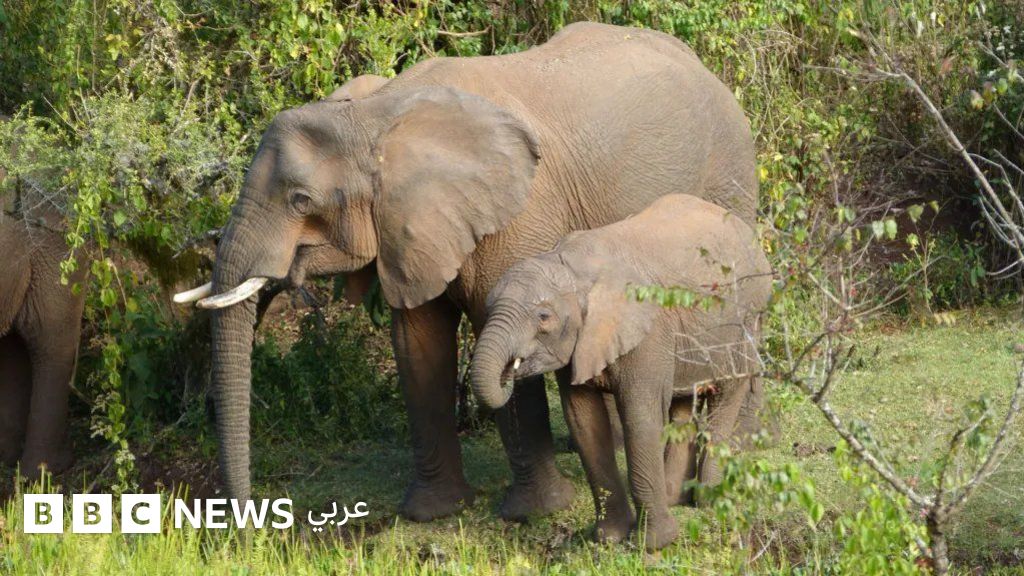الأفيال تستخدم النباتات الطبية لعلاج نفسها، فما القصة؟