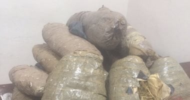 عشبة خضراء تسلب العقول.. كيف تحاصر الداخلية تجارة البانجو ؟