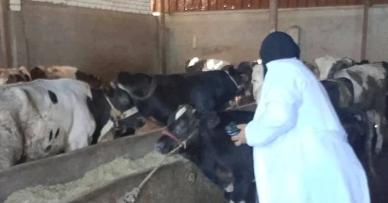 تحصين 243 ألفا و752 رأس ماشية من الحمى القلاعية بكفر الشيخ