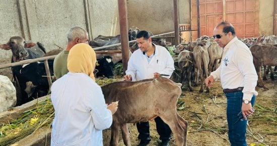 محافظ الدقهلية: تحصين 241 ألف رأس ماشية ضمن الحملة القومية الثانية