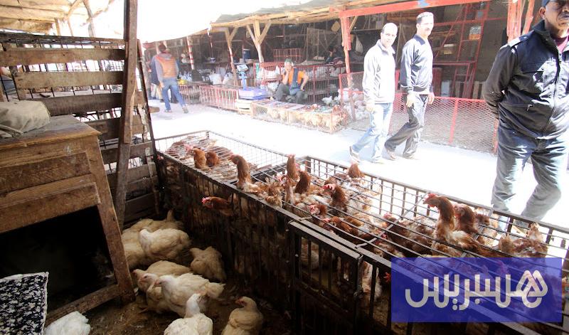 أسعار الدجاج والبيض ترتفع بالمغرب