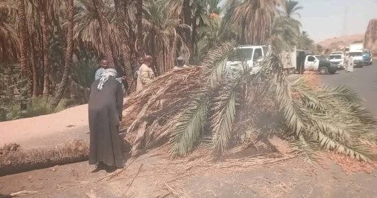 سقوط نخلة يعطل الحركة بطريق أسوان الزراعي.. والوحدة المحلية تتدخل.. صور