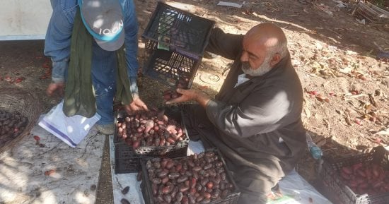 حصاد البلح فى دمياط.. مزارعون: الإنتاجية أفضل وجودة المحصول عالية