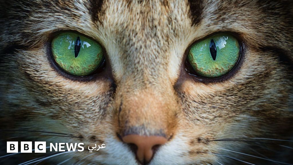 كيف تلهم عيون القطط الباحثين في تطوير تكنولوجيا التصوير؟