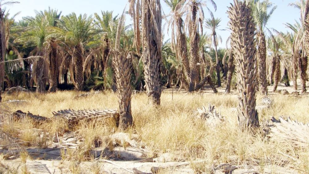 60 يوما مهلة لملاك المزارع المعطلة لإعادة إحيائها وإدخالها خطوط الانتاج