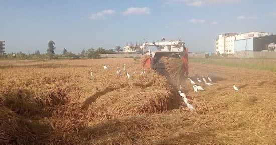 برائحة الياسمين.. حصاد الأرز العطرى فى كفر الشيخ والكيلو بـ130 جنيها.. فيديو
