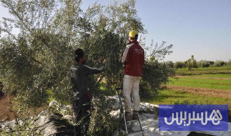 تكاليف اليد العاملة والحرارة يضعفان توقعات حجم إنتاج الزيتون بالمغرب