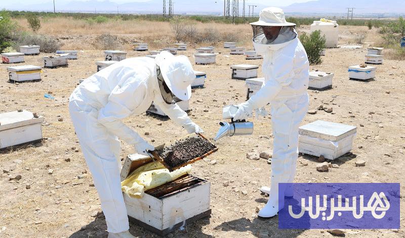 الدبور الشرقي يستنفر مربي النحل