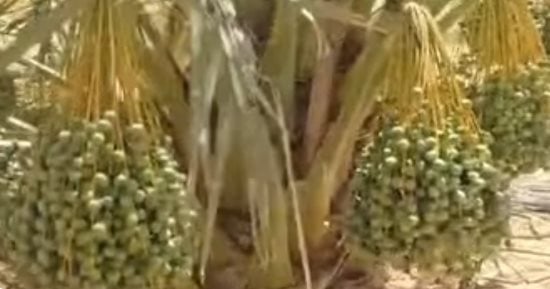 النخيل يغير خريطة الزراعة فى المنيا.. المجدول والبرحى يفتحان أبواب التصدير