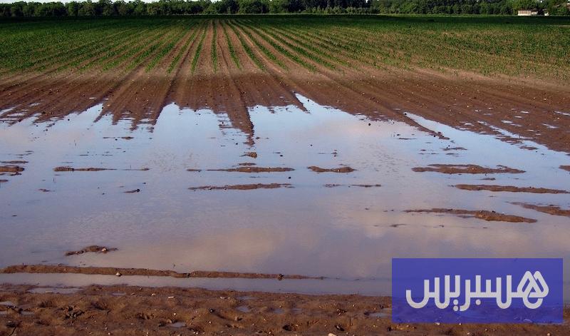 زخات مطرية تنعش آمال فلاحين مغاربة