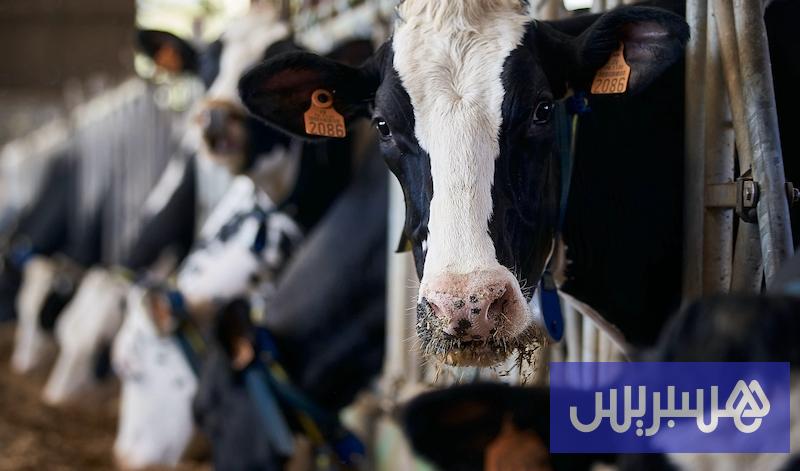 تأخر استيراد الأبقار يقلق منتجي الحليب