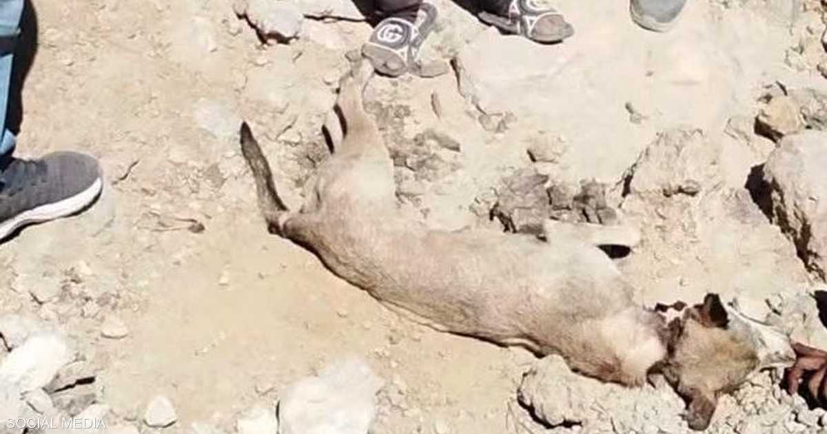 هجوم ذئب يثير الفزع في قرية مصرية.. التفاصيل كاملة