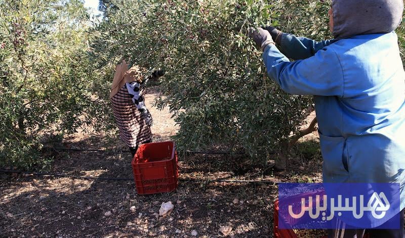 خسائر الزيتون بسبب سوء الطقس محدودة.. والأسعار مرشحة للاستقرار