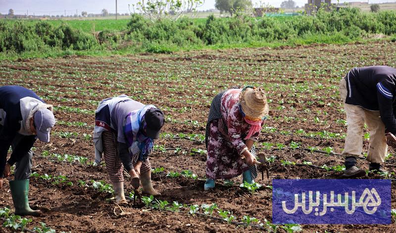 ملفات عالقة تنتظر وزير الفلاحة الجديد