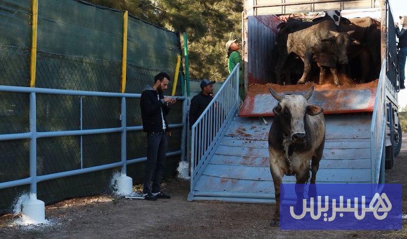 الأبقار البرازيلية تعزز عرض اللحوم بالمغرب .. والأسعار تواصل الارتفاع