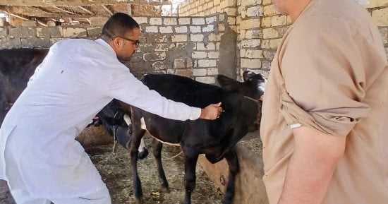الطب البيطرى بالإسماعيلية يحصن 47 ألفًا و670 حيوانًا ضد الحمى القلاعية