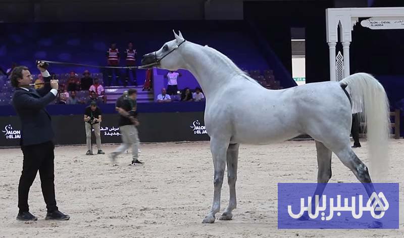 "جمال الخيول العربية".. تميّز إماراتي عماني وحضور مغربي بالفحول