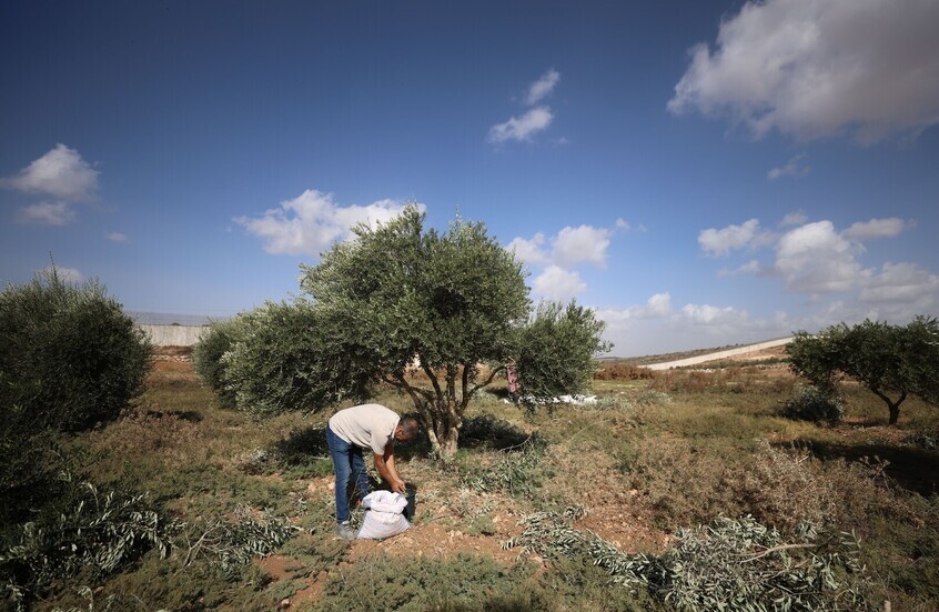 الجيش الإسرائيلي يسمح بقطف الزيتون بجنوب لبنان