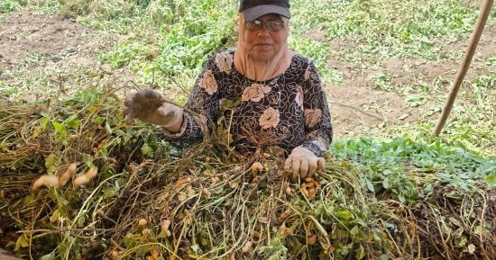 استمرار حصاد الفول السوداني في غيطان الشرقية.. سعر الكيلو من 40 : 70 جنيها في مصر اليوم الاثنين 19 أكتوبر 2026