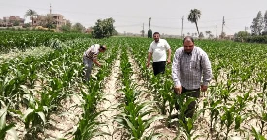 تعرف على جهود لمديرية الزراعة بالفيوم لتعزيز التنمية الزراعية المستدامة.. تفاصيل