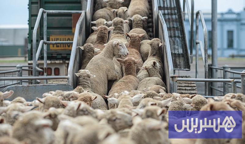 مربو الماشية الإسبان يستنجدون بحكومة سانشيز لاستعادة السوق المغربية