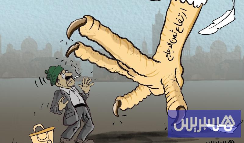 تراجع الإنتاج يلهب أسعار الدجاج بالمغرب.. وتحذيرات من المضاربة والاحتكار في مصر اليوم الخميس 22 أكتوبر 2026