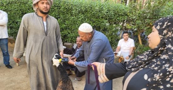 الطب البيطري بسوهاج تسلم 770 رأس أغنام لـ 375 أسرة من الأكثر احتياجا