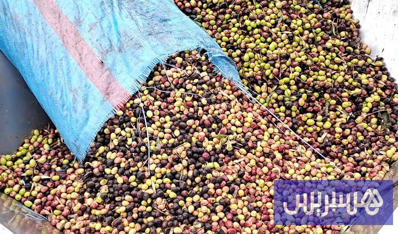 أسعار الزيتون تتراوح بين 4 و6 دراهم وسط توقعات بمزيد من الانخفاض في مصر اليوم الجمعة 23 أكتوبر 2026