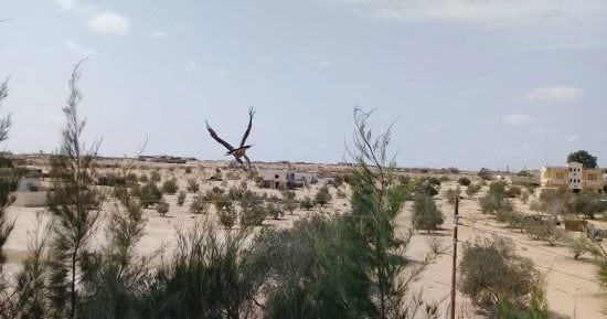 طقس حار على شمال سيناء وشبورة صباحية كثيفة.. وانخفاض منتظر بدرجات الحرارة