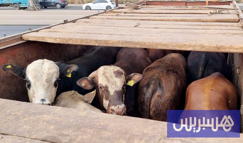37 شركة تستورد الأبقار إلى المغرب