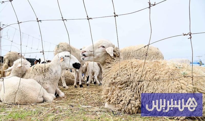 مربو الماشية يأملون تحفيزات جديدة لإنعاش الإنتاج الوطني من اللحوم