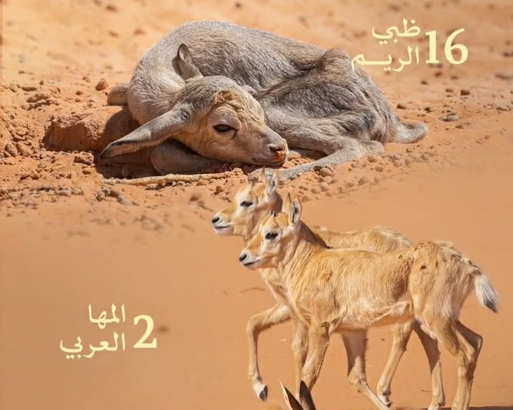 19 مولوداً للكائنات الفطرية في «محمية الإمام عبدالعزيز»