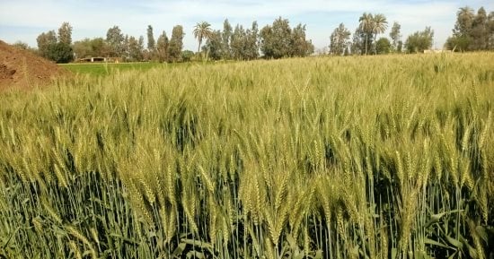 الذهب الأصفر.. زراعة الشرقية تستهدف زراعة 400 ألف فدان قمحًا بالموسم الشتوي الجديد