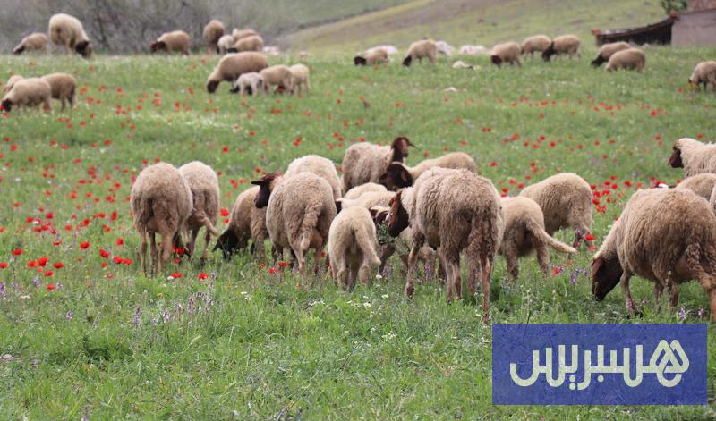 تحديات مناخية واقتصادية تخيم على موسم الزراعات العلفية في المغرب